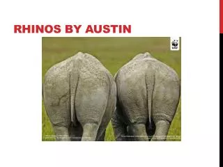 Rhinos By Austin