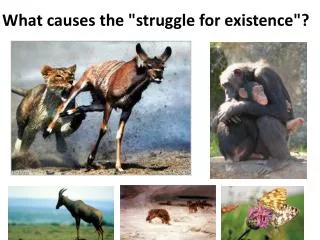 What causes the &quot;struggle for existence&quot;?