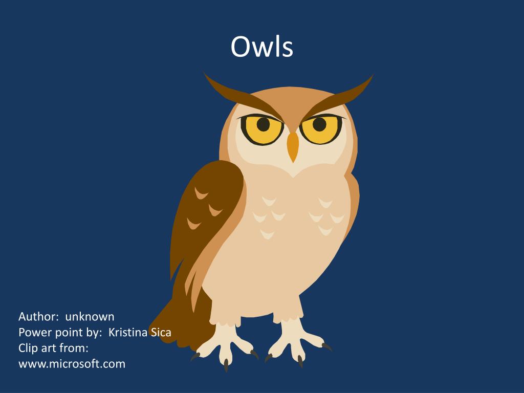 PPT - Owls PowerPoint Presentation, free download - ID:2765058