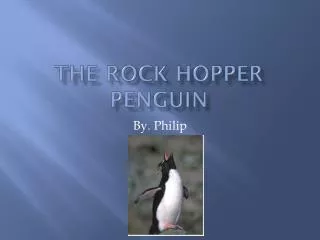 The rock hopper penguin