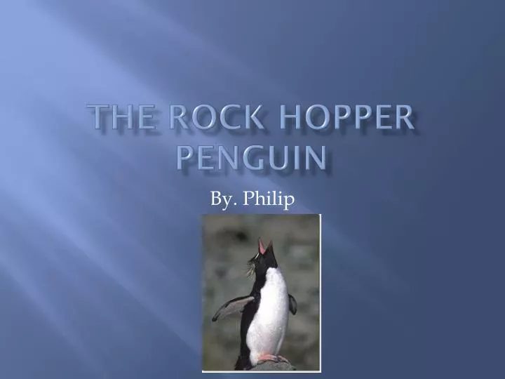 the rock hopper penguin