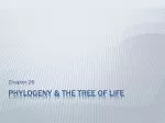 Phylogeny &amp; The Tree of life - slide 1