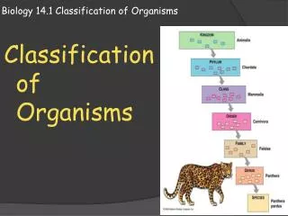 Biology 14.1 Classification of Organisms