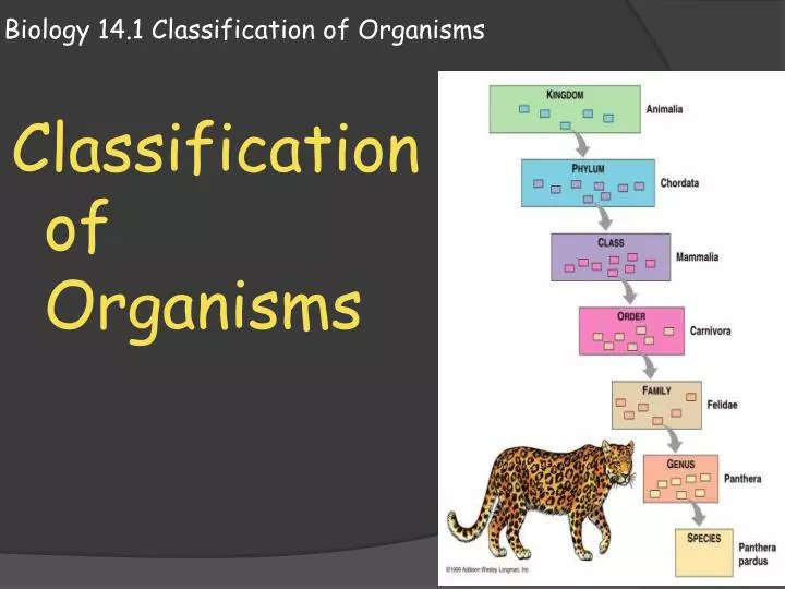 biology 14 1 classification of organisms