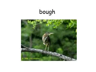 bough