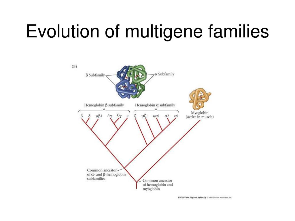 PPT - Evolution of multigene families PowerPoint Presentation, free ...
