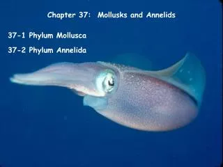 Chapter 37: Mollusks and Annelids