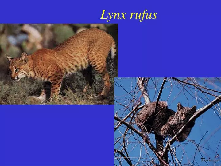 lynx rufus