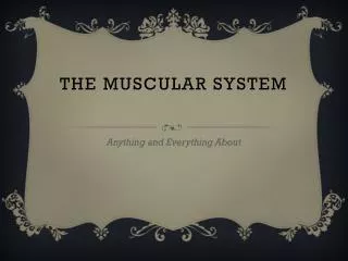 The muscular system