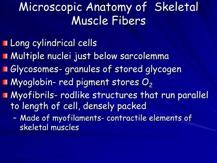 microscopic anatomy of skeletal muscle fibers