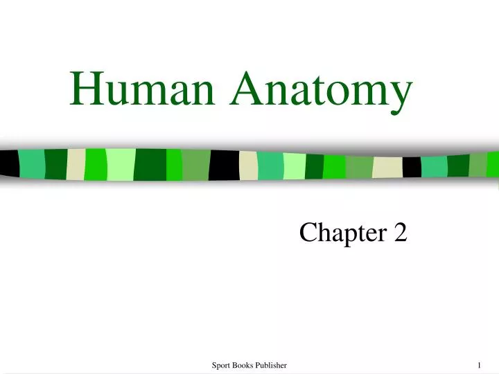 human anatomy