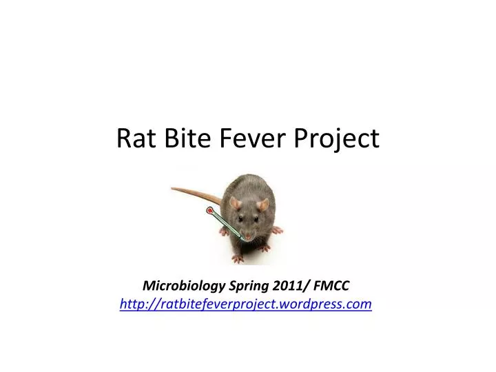 rat bite fever project
