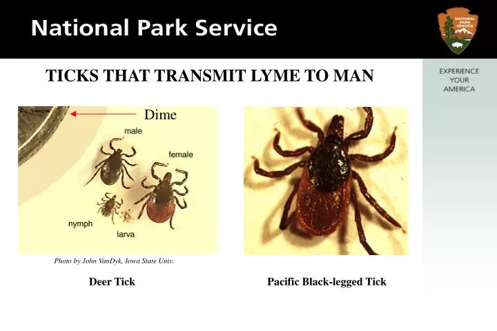 ticks that transmit lyme to man