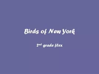 Birds of New York