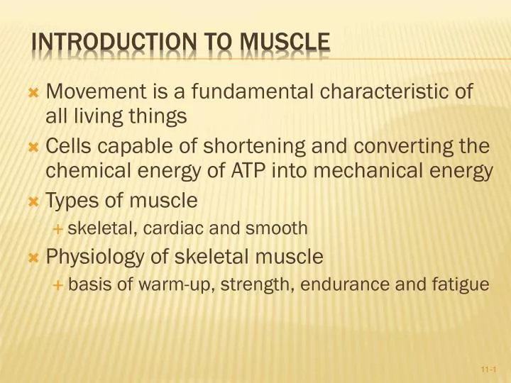 introduction to muscle