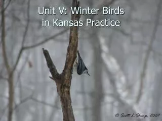 Unit V: Winter Birds in Kansas Practice