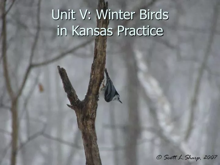 unit v winter birds in kansas practice