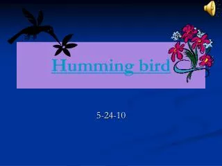 Humming bird