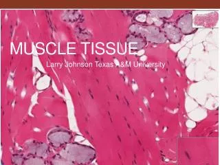 Muscle tissue