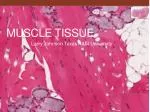 Muscle tissue - slide 1