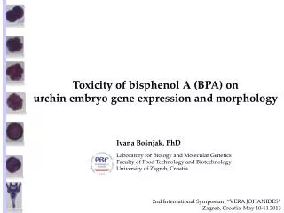 Toxicity of bisphenol A (BPA) on urchin embryo gene expression and morphology