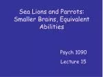 Sea Lions and Parrots: Smaller Brains, Equivalent Abilities