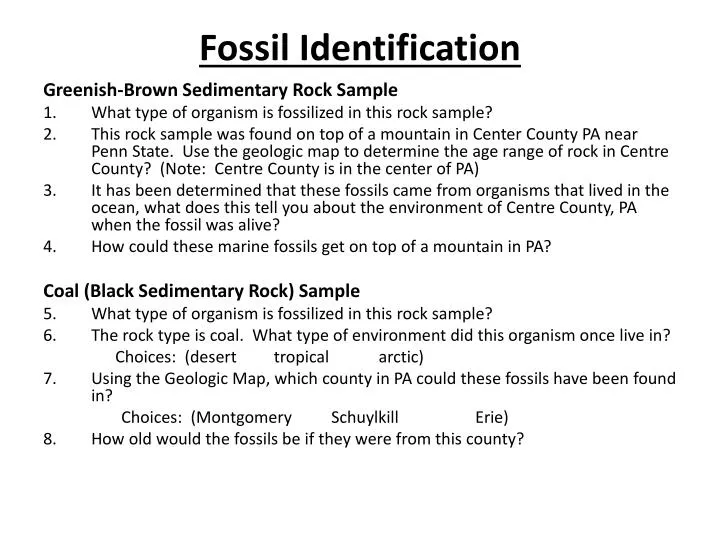 fossil identification