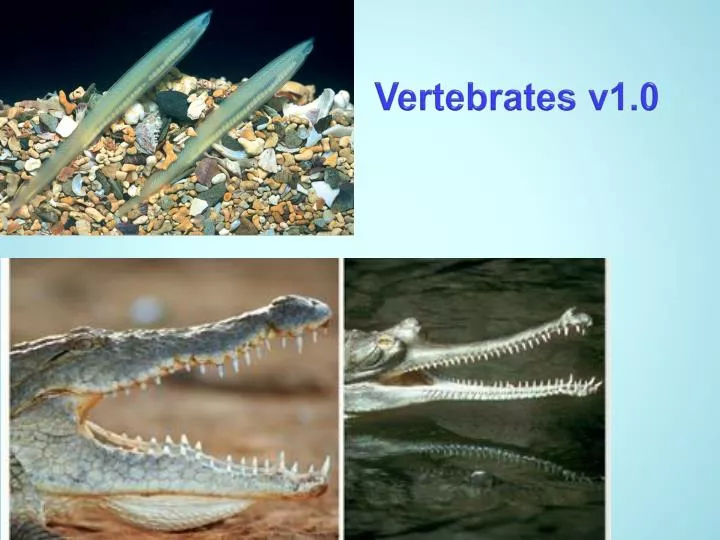 vertebrates v1 0