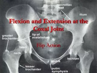 Flexion and Extension at the Coxal Joint