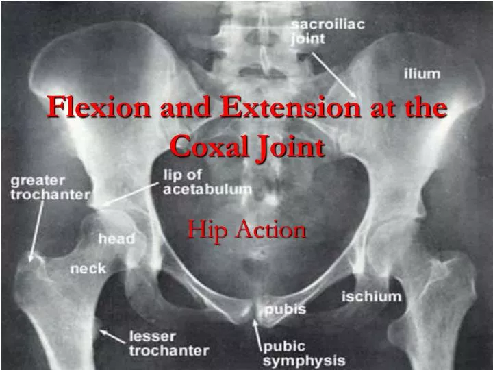 flexion and extension at the coxal joint