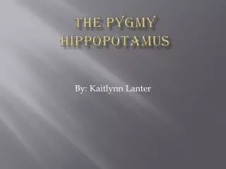 The Pygmy Hippopotamus