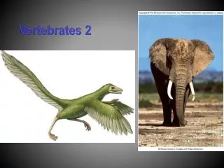 Vertebrates 2