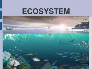 ECOSYSTEM