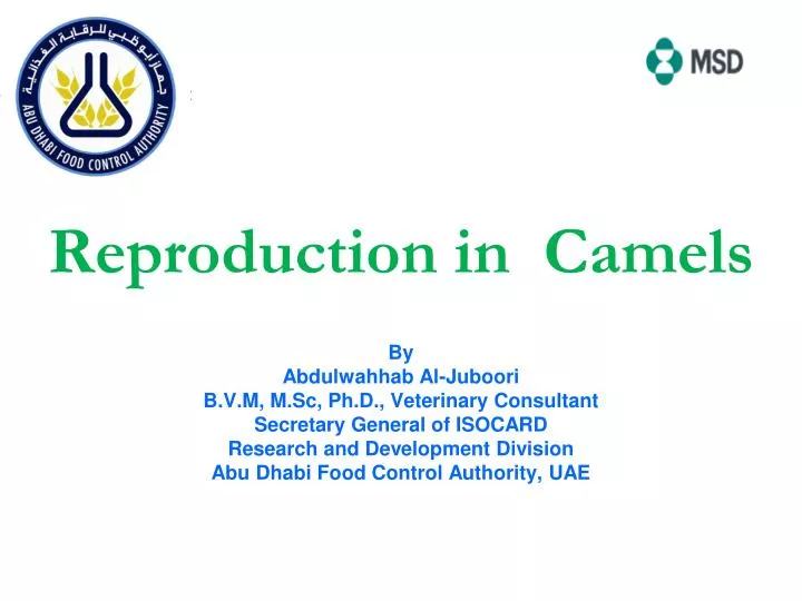 reproduction in camels