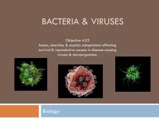 bacteria viruses