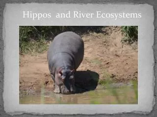 Hippos and River Ecosystems