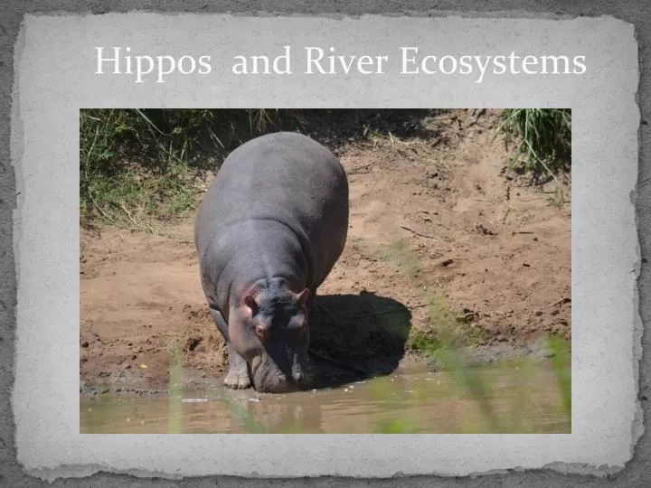 hippos and river ecosystems