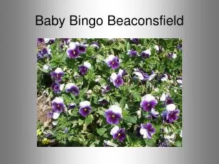Baby Bingo Beaconsfield