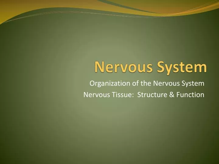 nervous system