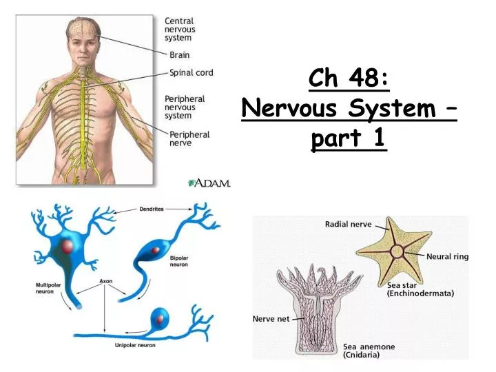 ch 48 nervous system part 1