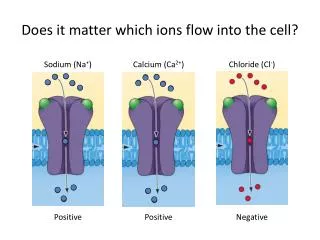 Does it matter which ions flow into the cell?