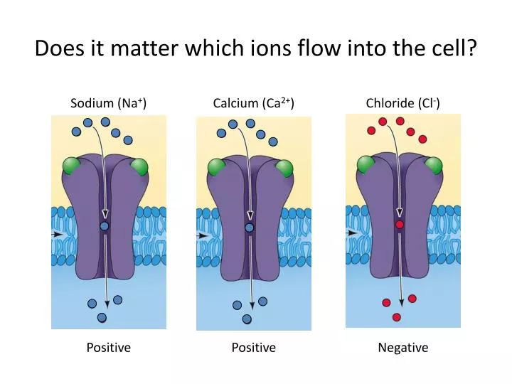 does it matter which ions flow into the cell