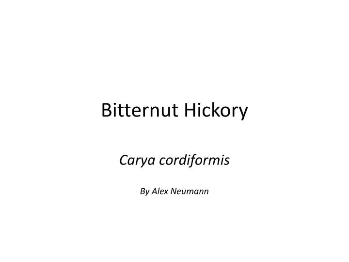 bitternut hickory