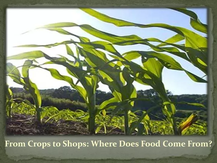 from crops to shops where does food come from