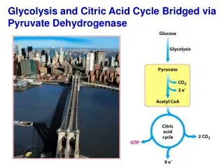 Glycolysis and Citric Acid Cycle Bridged via Pyruvate Dehydrogenase