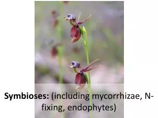 Symbioses: (including mycorrhizae, N-fixing, endophytes)