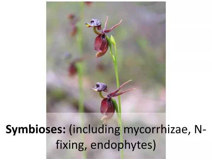symbioses including mycorrhizae n fixing endophytes