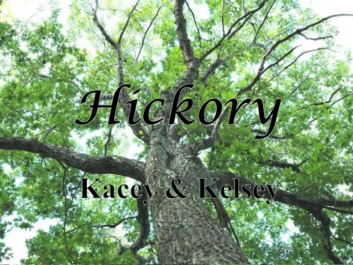 hickory
