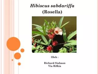 Hibiscus sabdariffa (Rosella)