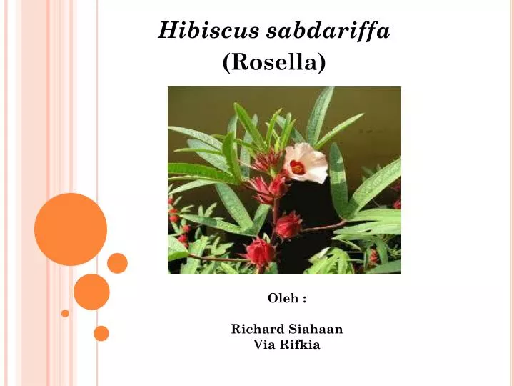 hibiscus sabdariffa rosella